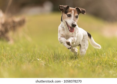 small old dog runs and flies over a green meadow in spring - Jack Russell Terrier Hound 10 years old
