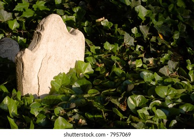 Small old stone gravemarker surrounded by a ground covering of ivy.