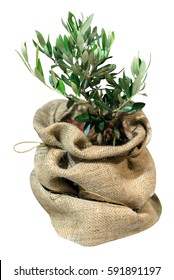 Small Olive Tree In The Bag Isolated On The White Background