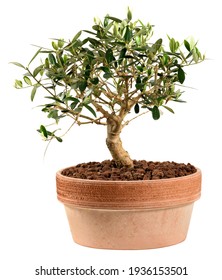 Small Olive Tree Bonsai Plant In A Red Clay Or Terracotta Pot, A Popular Japanese Art Form And Houseplant In A Side View Isolated On White