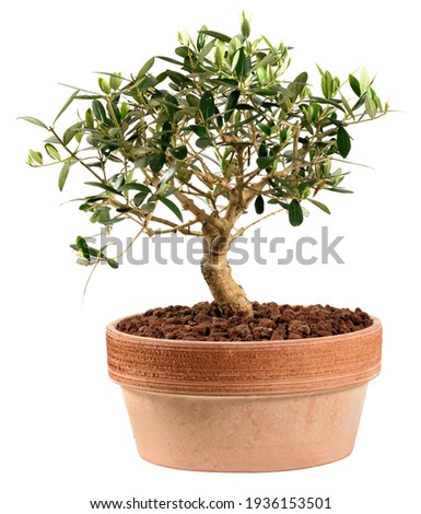 Small olive tree bonsai plant in a red clay or terracotta pot, a popular Japanese art form and houseplant in a side view isolated on white