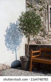 The Small Olive Tree In The Pot Near The House. The Beautiful Shadow From The Olive Tree On The Wall. The Summer Day In The Italian City.