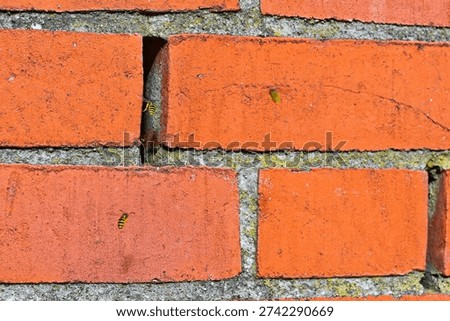 A small opening between bricks forms an entry point where wasps fly in and out. The missing mortar gap suggests a hidden nest inside the wall structure in warm weather.