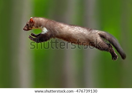 Small opportunistic predator in flight in nature habitat. Stone marten, Martes foina, in typical european forest environment. Study of jump, cute forest animal. Action wildlife scene.
