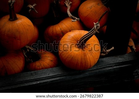 small orange baking pumpkins piled on ground along wooden rail fence 