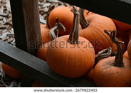small orange baking pumpkins piled on ground along wooden rail fence 