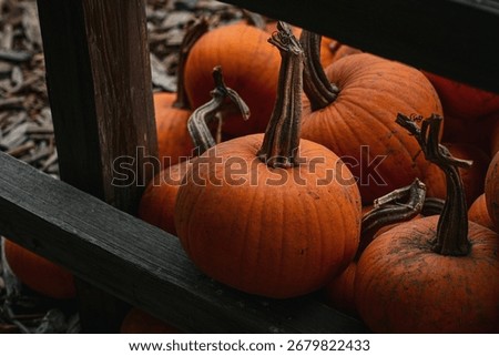 small orange baking pumpkins piled on ground along wooden rail fence 