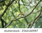 Small orange bird chirping on branch.