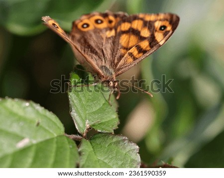 Small orange butterfly macro. Northern portuguese meadows during sunny early autumns days.