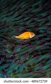 A small orange clown fish swimming against the dark green tendrils of an anemone - Shutterstock ID 489672739