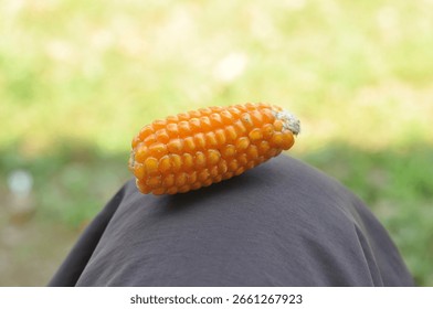 A small orange corn kernel sits on a person's hand. Concept of simplicity and natural beauty, as the kernel is a humble and unassuming object