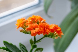 A Small Orange Flower With The Word On It . High Quality Photo