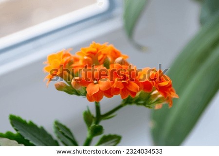 A small orange flower with the word on it . High quality photo