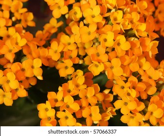 Small Orange Flowers Background