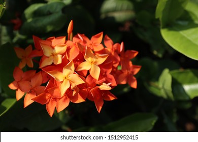 Small Orange Flowers Images Stock Photos Vectors Shutterstock,How To Cut Pavers With A Wet Saw