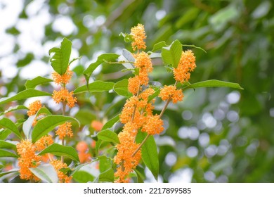 Small Orange Flowers Fragrant Olive