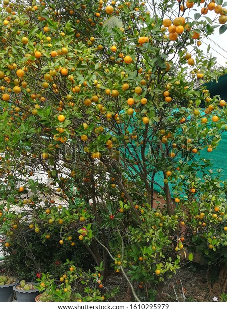 Images of large wild trees with small orange fruit