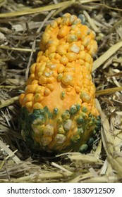 Small Orange And Green Bumpy Gourd