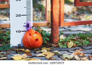 A Small Orange Halloween Pumpkin Outdoors In An Amusement Park Next To A Children's Height Measurement Ruler. Autumn Yellow Leaves. Close Up. No People. Selective Focus.