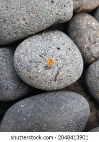 A small orange leaf falls down on a round grey pebble stone