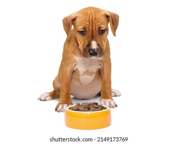 Small orange puppy Staffordshire Terrier, isolated on white background