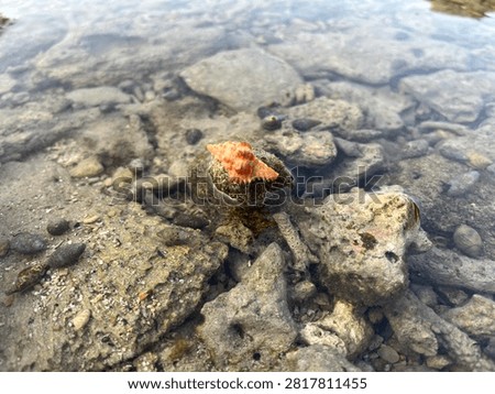 Small orange sea snail shell resting on a barnacle-covered rock within a shallow tide pool surrounded by weathered coral rocks.