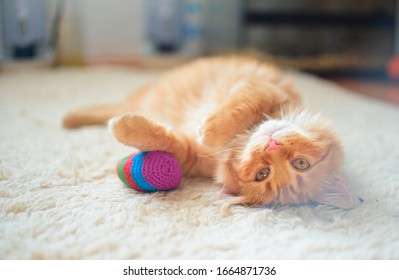 A Small Orange Tabby Cat Playing With Its Toy