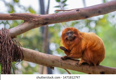 Small orange titi monkey climbed on a branch