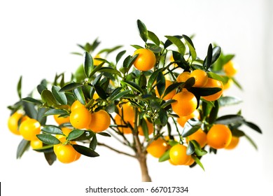 Small Orange Tree With Fruits Indoors. Cultivated Decorative Citrus Plant. Potted Tangerine Tree. 