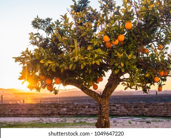 Small orange tree growing in Esporao in Alentejo region, Portugal, at sunset - Shutterstock ID 1049647220