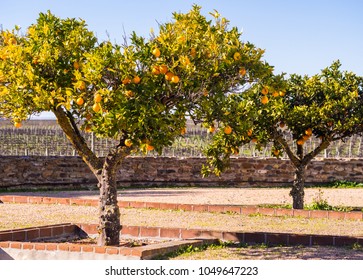 Small orange tree growing in Esporao in Alentejo region, Portugal - Shutterstock ID 1049647223