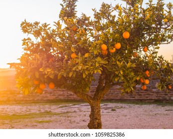 Small orange tree growing in Esporao in Alentejo region, Portugal, at sunset - Shutterstock ID 1059825386