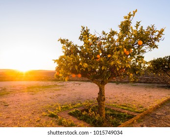 Small orange tree growing next to the Torre do Esporao in Alentejo region, Portugal, at sunset. - Shutterstock ID 1015749034