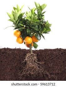 small orange tree isolated on white with root in dirt
