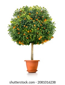 Small Orange Tree Plant In Pot  Isolated On White Background By Front View