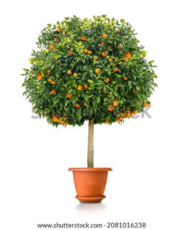 Small orange tree plant in pot  isolated on white background by front view