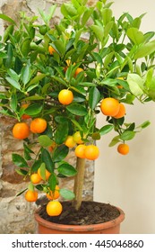 Small Orange Tree In Pot