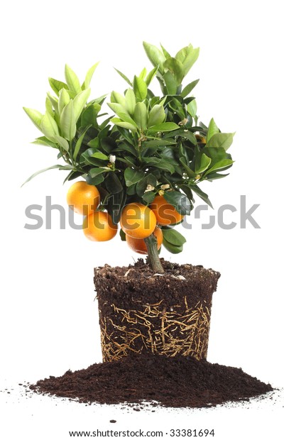 Small Orange Tree Roots Isolated On Stock Photo Edit Now 33381694
