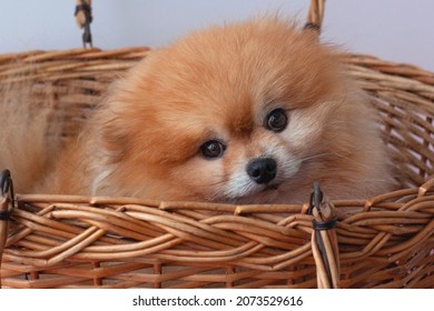 A Small Orange-colored Pomeranian Dog Is Sitting In A Large Basket. Muzzle Close-up