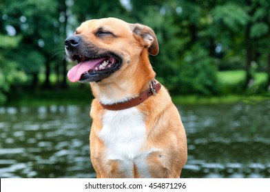 Small Ore Dog On Fishing Boat