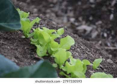 A small organic vegetable garden teeming with growth.