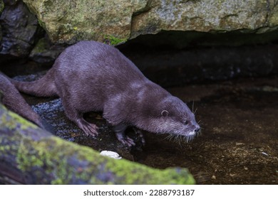 Small otter - Amblonyx Cinerea in its natural habitat in nature. The otter bathes in water. - Shutterstock ID 2288793187