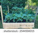 Small outdoor backyard garden with growing vegetable leaves and plants in fertile soil in an elevated wooden planter box with chicken wire around protecting from pests on green grass with shurbs sunny