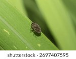 A small, oval, predatory true bug (Hemiptera) with large, prominent eyes and a dark, velvety appearance. Ochterus species are known as Velvety Shore Bugs.