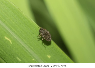 A small, oval, predatory true bug (Hemiptera) with large, prominent eyes and a dark, velvety appearance. Ochterus species are known as Velvety Shore Bugs.