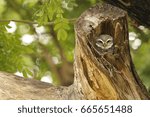 small owl