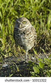 a small Owl in florida