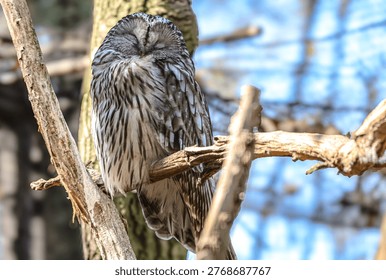A small owl with intricate feather patterns is perched on a rough wooden branch, its eyes closed in peaceful slumber amidst a blurred natural background
