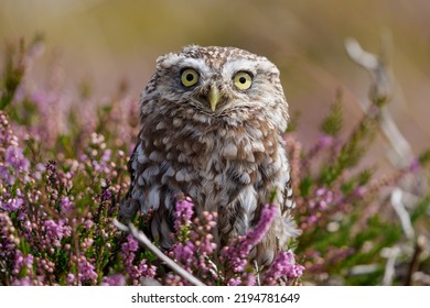 Small Owl Stood Alert In Field