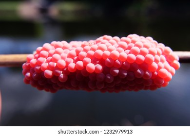 Small Oyster Shell Beside The Pond